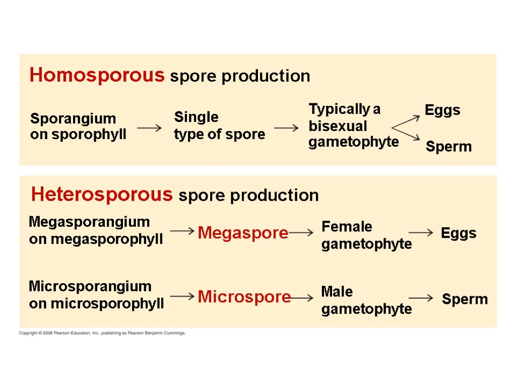 Homosporous spore production Sporangium on sporophyll Single type of spore Typically a bisexual gametophyte